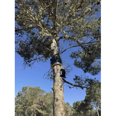 Trampa para la oruga procesionaria