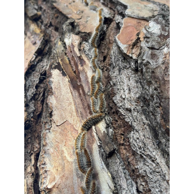 Trampa per a l'eruga processionària