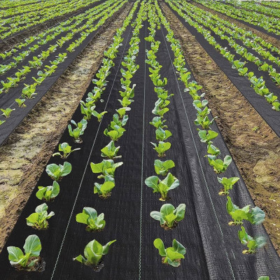 Malla antihierba verde 2,08x10m