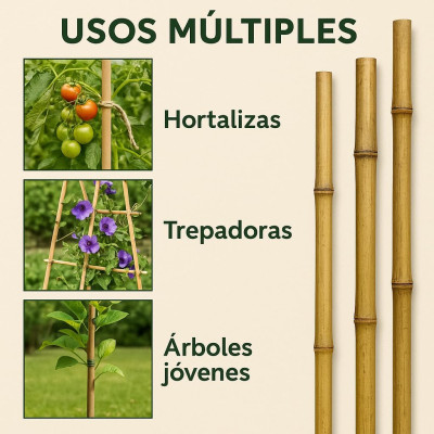 Pack 10 cañas de bambú 150cm