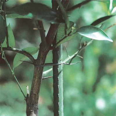 Tutor d'acer plastificat Ø11mm x 1,50m