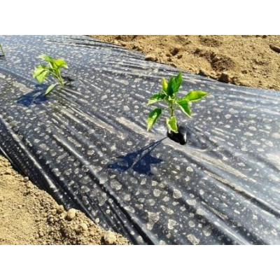 Encoixinat plàstic 1.2x50m  120gg