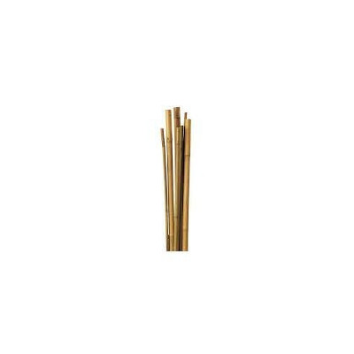 Pack de 10 cañas de bambú natural 210cm 12/14