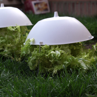 Sombrero para escarola