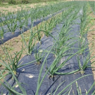 Acolchado plástico 1.80x50m 120gg