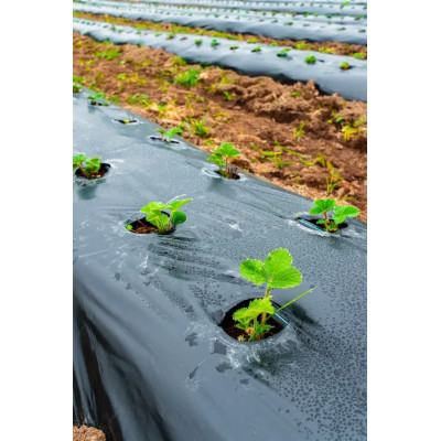 Acolchado plástico 1.2x50m  120gg