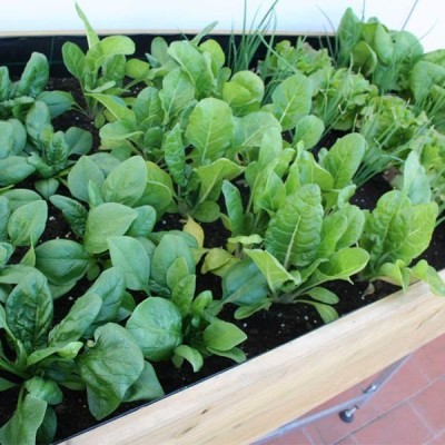 Mesa de cultivo en Madera