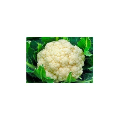 Semillas de Coliflor Alba