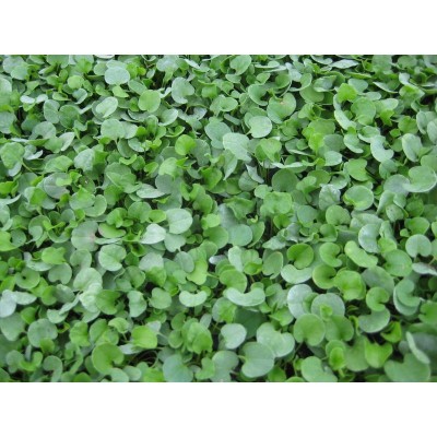 Dichondra Repens Común 250grms.